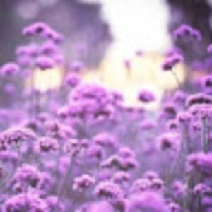 Meet your Posher, Mirah